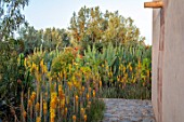 TAROUDANT, MOROCCO: DESIGNERS ARNAUD MAURIERES AND ERIC OSSART: PATH, AGAVES, YELLOW FLOWERED ALOE VERA, HOUSE, APRIL, DRY, ARID, SUCCULENTS