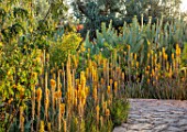TAROUDANT, MOROCCO: DESIGNERS ARNAUD MAURIERES AND ERIC OSSART: PATH, AGAVES, YELLOW FLOWERED ALOE VERA, APRIL, DRY, ARID, SUCCULENTS