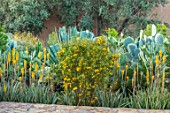 TAROUDANT, MOROCCO: DESIGNERS ARNAUD MAURIERES AND ERIC OSSART: PATH, BORDER WITH YELLOW FLOWERED ALOE VERA, CACTUS, CACTI, AGAVES, ARID, DRY, REFLECTIONS