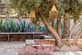 TAROUDANT, MOROCCO: DESIGNERS ARNAUD MAURIERES AND ERIC OSSART: SEATING AREA WITH AGAVES, OLIVE TREE, LIGHTS, ARID, GARDEN, SUCCULENTS