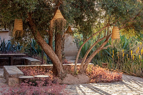 TAROUDANT_MOROCCO_DESIGNERS_ARNAUD_MAURIERES_AND_ERIC_OSSART_SEATING_AREA_WITH_AGAVES_OLIVE_TREE_LIG