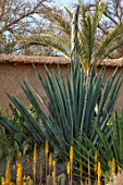 TAROUDANT, MOROCCO: DESIGNERS ARNAUD MAURIERES AND ERIC OSSART: AGAVE, CACTUS, CACTI, ARID, DRY, BORDERS, SUCCULENTS, GREEN, YELLOW FLOWERS OF ALOE VERA
