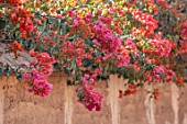 TAROUDANT, MOROCCO: DESIGNERS ARNAUD MAURIERES AND ERIC OSSART: RED, PINK FLOWERS OF BOUIGAINVILLEA OVER MUD WALL. CLIMBERS, ARID, DRY