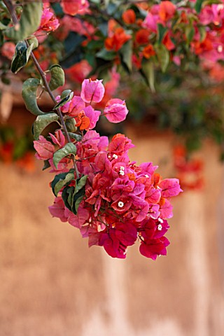 TAROUDANT_MOROCCO_DESIGNERS_ARNAUD_MAURIERES_AND_ERIC_OSSART_RED_PINK_FLOWERS_OF_BOUIGAINVILLEA_OVER