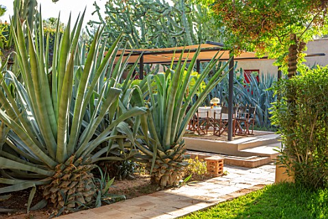 TAROUDANT_MOROCCO_DESIGNERS_ARNAUD_MAURIERES_AND_ERIC_OSSART_BED_OF_AGAVES_SUCCULENTS_DRY_ARID_GARDE