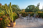 TAROUDANT, MOROCCO: DESIGNERS ARNAUD MAURIERES AND ERIC OSSART: ROOF GARDEN, TABLE, CHAIRS, CACTUS IN TERRACOTTA CONTAINER, GARDENS, APRIL, SUCCULENTS, CONCRETE, PATIO, TERRACE