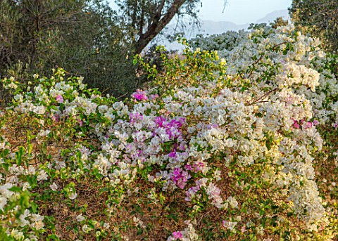 TAROUDANT_MOROCCO_DESIGNERS_ARNAUD_MAURIERES_AND_ERIC_OSSART_WHITE_FLOWERS_OF_BOUGAINVILLEA_PINK_DRY