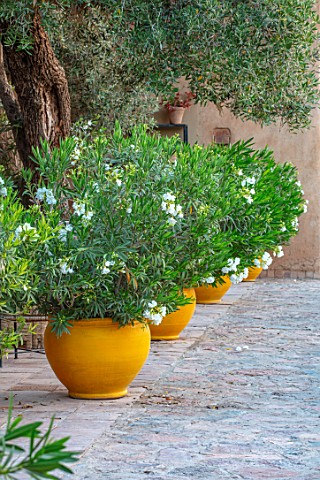 TAROUDANT_MOROCCO_DESIGNERS_ARNAUD_MAURIERES_AND_ERIC_OSSART_TERRACE_PATIO_YELLOW_GLAZED_CONTAINERS_