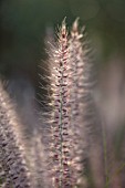 TAROUDANT, MOROCCO: DESIGNERS ARNAUD MAURIERES AND ERIC OSSART: CLOSE UP OF FLOWERS OF PENNISETUM SETACEUM. GRASSES, ARID, DRY, SPRING, APRIL, FEATHERY, ORNAMENTAL, PERENNIALS