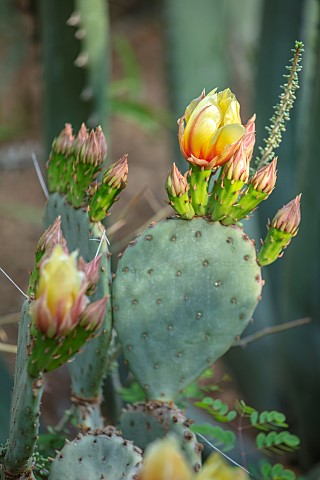 TAROUDANT_MOROCCO_DESIGNERS_ARNAUD_MAURIERES_AND_ERIC_OSSART_YELLOW_RED_FLOWERS_OF_PRICKLY_PEAR_CACT