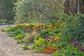 GRAVETYE MANOR SUSSEX: SPRING, APRIL, ENGLISH, COUNTRY, HOUSE, GARDEN, TULIPS IN GRAVEL BESIDE THE WALL