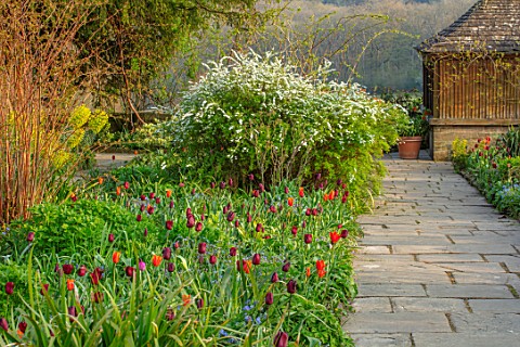 GRAVETYE_MANOR_SUSSEX_SPRING_APRIL_ENGLISH_COUNTRY_HOUSE_GARDEN_TULIPS_IN_BORDER_BESIDE_STONE_PATH
