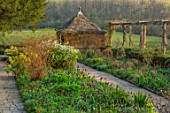 GRAVETYE MANOR SUSSEX: SPRING, APRIL, ENGLISH, COUNTRY, HOUSE, GARDEN, TULIPS IN BORDER BESIDE STONE PATH, PERGOLA
