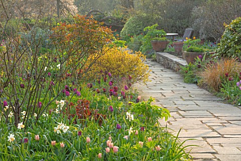 GRAVETYE_MANOR_SUSSEX_SPRING_APRIL_COUNTRY_GARDEN_DAFFODILS_AND_TULIPS_IN_THE_BORDERS_BESIDE_STONE_P