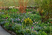 GRAVETYE MANOR SUSSEX: SPRING, APRIL, COUNTRY, GARDEN, BORDER BESIDE PATH WITH FORGET-ME-NOTS AND TULIPS