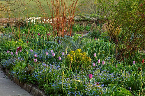 GRAVETYE_MANOR_SUSSEX_SPRING_APRIL_COUNTRY_GARDEN_BORDER_BESIDE_PATH_WITH_FORGETMENOTS_AND_TULIPS