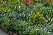 GRAVETYE MANOR SUSSEX: SPRING, APRIL, COUNTRY, GARDEN, BORDER BESIDE PATH WITH FORGET-ME-NOTS, TULIPS, EUPHORBIA AND CARDOON