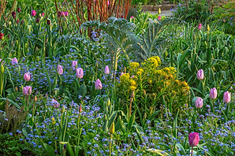 GRAVETYE_MANOR_SUSSEX_SPRING_APRIL_COUNTRY_GARDEN_BORDER_BESIDE_PATH_WITH_FORGETMENOTS_EUPHORBIA_CAR