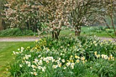 GRAVETYE MANOR SUSSEX: SPRING, APRIL, COUNTRY, GARDEN, DAFFODILS AND AMELANCHIER IN THE ORCHARD