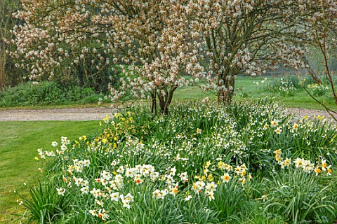 GRAVETYE_MANOR_SUSSEX_SPRING_APRIL_COUNTRY_GARDEN_DAFFODILS_AND_AMELANCHIER_IN_THE_ORCHARD