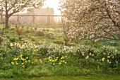 GRAVETYE MANOR SUSSEX: SPRING, APRIL, COUNTRY, GARDEN, DAFFODILS, LEUCOJUM AND AMELANCHIER IN THE ORCHARD, MANOR HOUSE BEHIND. FOG, FOGGY, MIST, MISTY