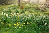 GRAVETYE MANOR SUSSEX: SPRING, APRIL, COUNTRY, GARDEN, DAFFODILS, LEUCOJUM AND AMELANCHIER IN THE ORCHARD