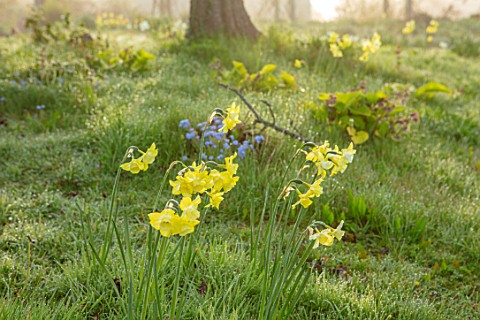 GRAVETYE_MANOR_SUSSEX_SPRING_APRIL_COUNTRY_GARDEN_NARCISSUS_IN_THE_ORCHARD