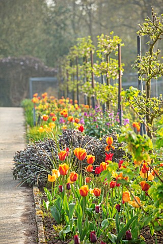 GRAVETYE_MANOR_SUSSEX_SPRING_APRIL_COUNTRY_GARDEN_TULIPS_IN_THE_WALLED_GARDEN_CUTTING_FLOWERS_FOR_CU