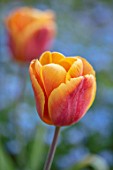 GRAVETYE MANOR SUSSEX: CLOSE UP OF ORANGE AND COPPER FLOWERS OF TULIP - TULIPA BROWN SUGAR. BULBS