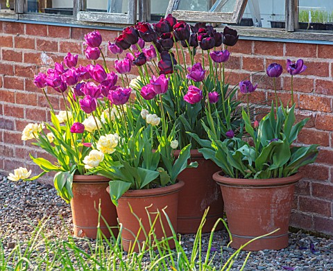 MORTON_HALL_WORCESTERSHIRE_TULIPS_IN_TERRACOTTA_CONTAINERS_APRIL_SPRING_BULBS_GRAVEL_TULIPA_NEGRITA_