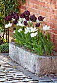 MORTON HALL, WORCESTERSHIRE: TULIPS IN STONE CONTAINER, APRIL, SPRING, BULBS. TULIPA CAFE NOIR AND MOUNT TACOMA