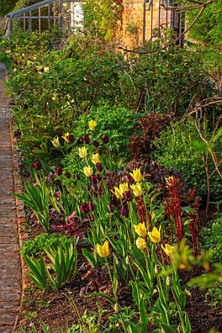 MORTON_HALL_WORCESTERSHIRE_TULIPS_IN_THE_KITCHEN_GARDEN_APRIL_SPRING_BORDERS_BULBS_TULIPA_CAFE_NOIR_