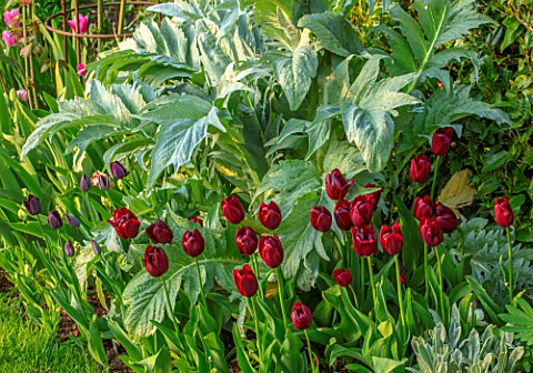MORTON_HALL_WORCESTERSHIRE_BORDER_WITH_CARDOON_AND_TULIPS_APRIL_SPRING_BORDERS_BULBS_CUTTING_GARDENS