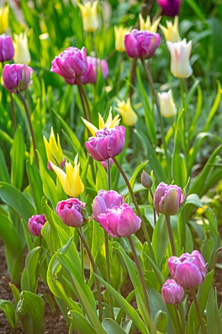 MORTON_HALL_WORCESTERSHIRE_TULIPS_IN_THE_BORDER_IN_SOUTH_GARDEN_FOUNTAIN_BEHIND_WATER_BULBS_SPRING_A