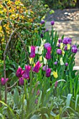 MORTON HALL, WORCESTERSHIRE: TULIPS IN THE BORDER IN SOUTH GARDEN, FOUNTAIN BEHIND. WATER, BULBS, SPRING, APRIL, TULIPA SAPPORO, BLUE DIAMOND, PURPLE DREAM