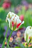 MORTON HALL, WORCESTERSHIRE: CLOSE UP PORTRAIT OF RED, WHITE, GREEN FLOWERS OF TULIP - TULIPA FLAMING SPRING GREEN, PETALS, BLOOMS, BLOOMING, FLOWERING, BULBS