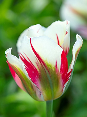 MORTON_HALL_WORCESTERSHIRE_CLOSE_UP_PORTRAIT_OF_RED_WHITE_GREEN_FLOWERS_OF_TULIP__TULIPA_FLAMING_SPR