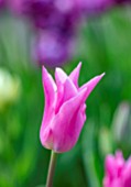 MORTON HALL, WORCESTERSHIRE: CLOSE UP PORTRAIT OF PINK FLOWERS OF TULIP - TULIPA CHINA PINK, PETALS, BLOOMS, BLOOMING, FLOWERING, BULBS