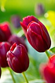 MORTON HALL, WORCESTERSHIRE: CLOSE UP PORTRAIT OF DARK, RED FLOWERS OF TULIP - TULIPA NATIONAL VELVET, PETALS, BLOOMS, BLOOMING, FLOWERING, BULBS