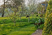 MORTON HALL, WORCESTERSHIRE: THE MEADOW AT SUNSET. FIELD WITH SHEEP, ORCHARD WITH APPLE TREES - MALUS SCRUMPTIOUS, MALUS EGREMONT RUSSET, CYDONIA CHAMPION, CARDOON, TULIPS