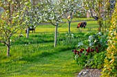MORTON HALL, WORCESTERSHIRE: THE MEADOW AT SUNSET. FIELD WITH SHEEP, ORCHARD WITH APPLE TREES - MALUS SCRUMPTIOUS, MALUS EGREMONT RUSSET, CYDONIA CHAMPION, CARDOON, TULIPS