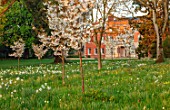 MORTON HALL, WORCESTERSHIRE: THE MEADOW AT SUNRISE. WHITE FLOWERS OF PRUNUS FRAGRANT CLOUD, SHIZUKA, SCENTED, APRIL, SPRING, TREES, DAFFODILS, NARCISSUS, NARCISSI
