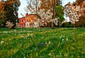 MORTON HALL, WORCESTERSHIRE: THE MEADOW AT SUNRISE. WHITE FLOWERS OF PRUNUS FRAGRANT CLOUD, SHIZUKA, SCENTED, APRIL, SPRING, TREES, DAFFODILS, NARCISSUS, NARCISSI