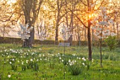 MORTON HALL, WORCESTERSHIRE: THE MEADOW AT SUNRISE. WHITE FLOWERS OF PRUNUS FRAGRANT CLOUD, SHIZUKA, SCENTED, APRIL, SPRING, TREES, DAFFODILS, NARCISSUS, NARCISSI, BENCH
