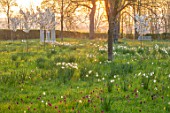 MORTON HALL, WORCESTERSHIRE: THE MEADOW AT SUNRISE. WHITE FLOWERS OF PRUNUS FRAGRANT CLOUD, SHIZUKA, SCENTED, APRIL, SPRING, TREES, DAFFODILS, NARCISSI, BENCH, MONOPTEROS