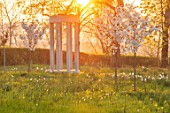 MORTON HALL, WORCESTERSHIRE: THE MEADOW AT SUNRISE. WHITE FLOWERS OF PRUNUS FRAGRANT CLOUD, SHIZUKA, SCENTED, APRIL, SPRING, TREES, DAFFODILS, NARCISSI