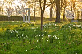 MORTON HALL, WORCESTERSHIRE: THE MEADOW AT SUNRISE. WHITE FLOWERS OF PRUNUS FRAGRANT CLOUD, SHIZUKA, SCENTED, APRIL, SPRING, TREES, DAFFODILS, NARCISSI, MONOPTEROS