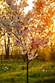MORTON HALL, WORCESTERSHIRE: THE MEADOW AT SUNRISE. WHITE FLOWERS OF PRUNUS FRAGRANT CLOUD, SHIZUKA, SCENTED, APRIL, SPRING, TREES