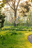 MORTON HALL, WORCESTERSHIRE: THE MEADOW AT SUNRISE. WHITE FLOWERS OF PRUNUS FRAGRANT CLOUD, SHIZUKA, SCENTED, APRIL, SPRING, TREES, DAFFODILS, NARCISSI, CURVED, DRIVE