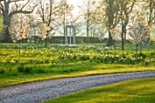 MORTON HALL, WORCESTERSHIRE: THE MEADOW AT SUNRISE. WHITE FLOWERS OF PRUNUS FRAGRANT CLOUD, SHIZUKA, SCENTED, APRIL, SPRING, TREES, DAFFODILS, NARCISSI, CURVED, DRIVE